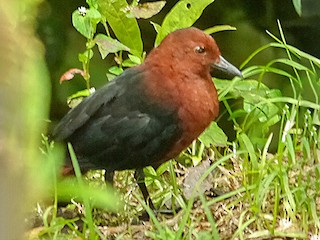  - Forbes's Forest Rail