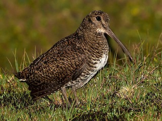  - New Guinea Woodcock