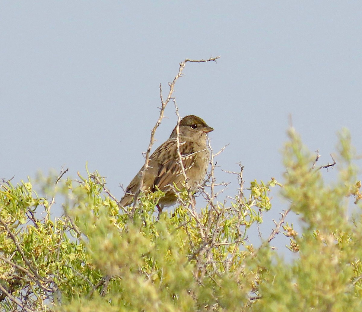 Golden-crowned Sparrow - Jim Johnson
