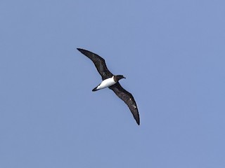  - Beck's Petrel