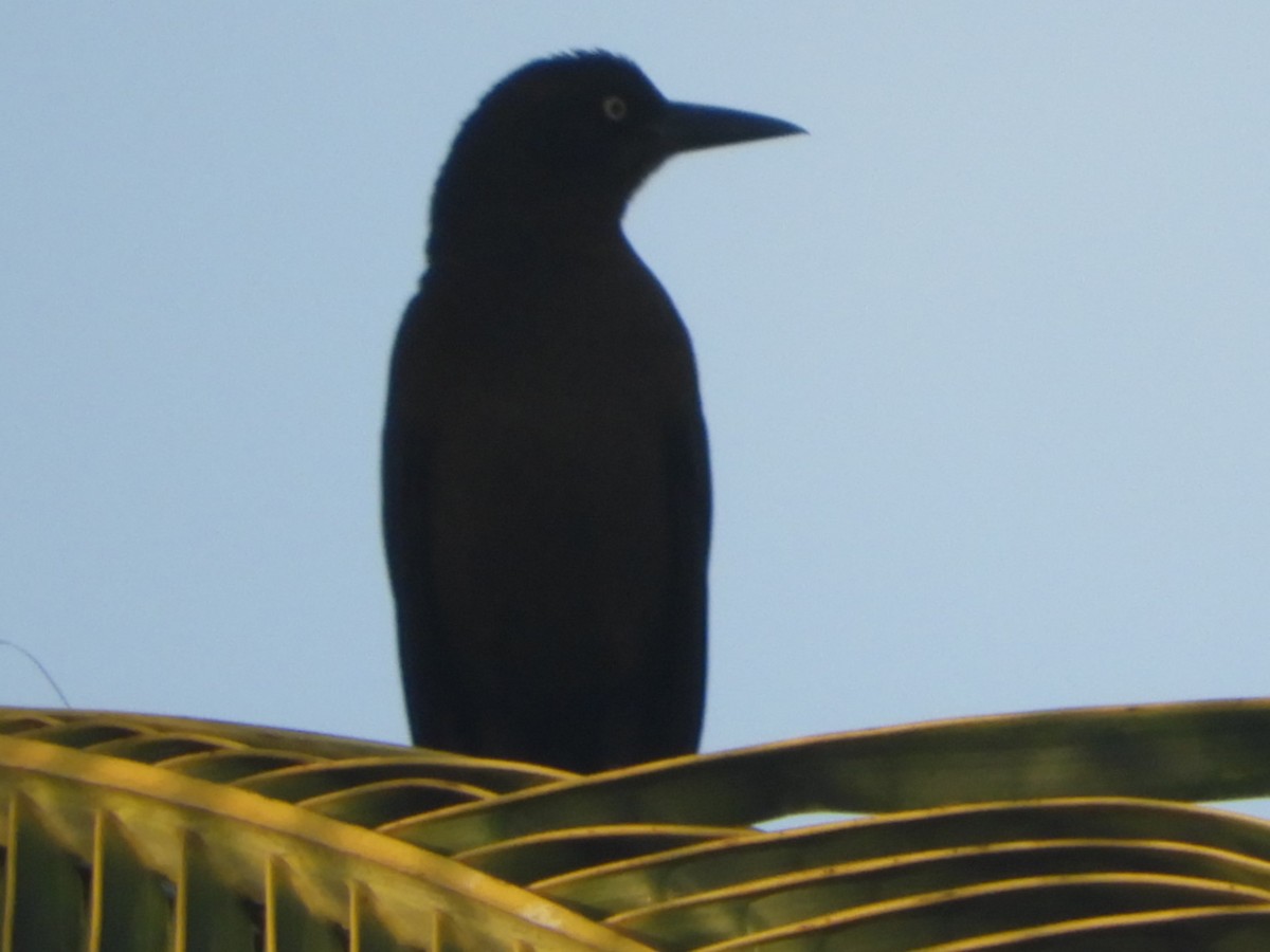 Great-tailed Grackle - ML262404831