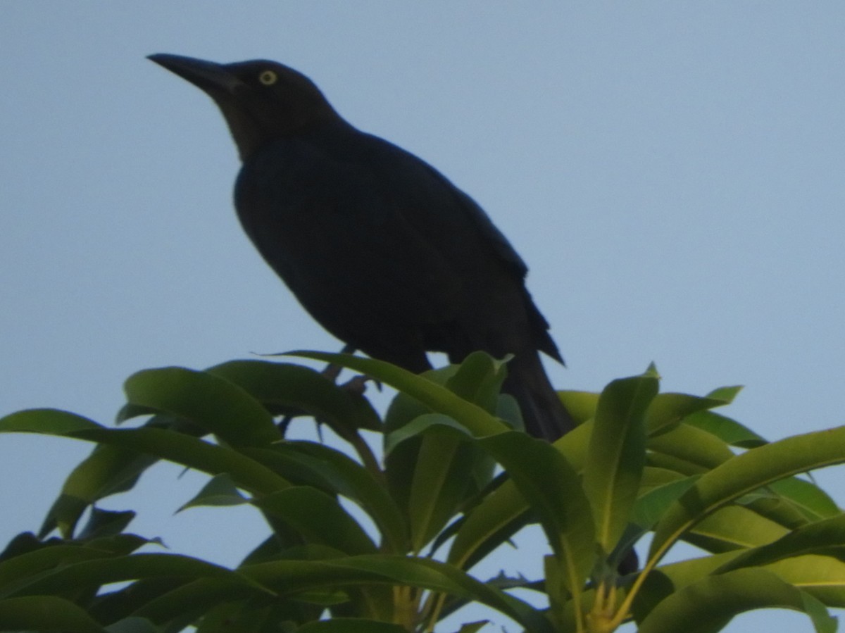 Great-tailed Grackle - ML262404841