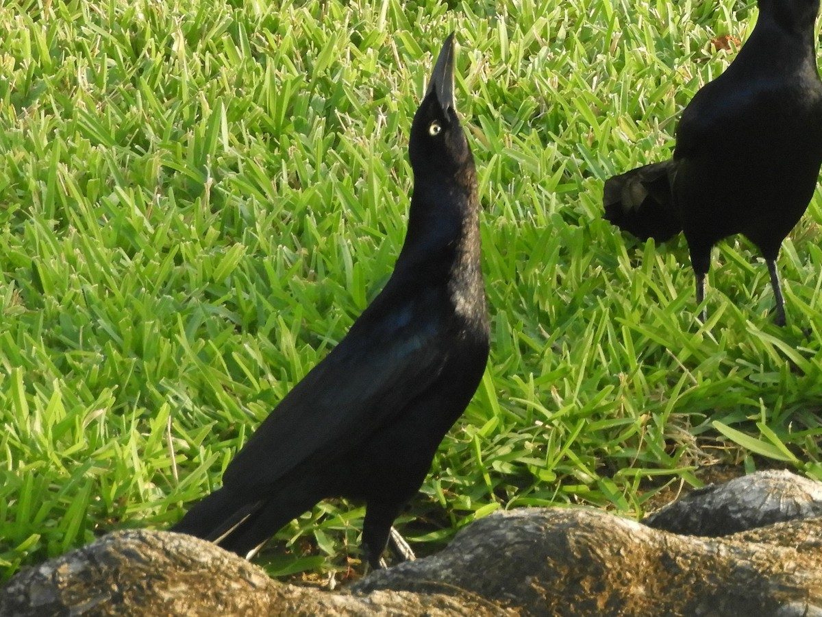 Great-tailed Grackle - ML262404851