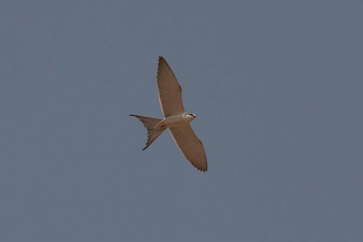 Scissor-tailed Kite - ML262405411