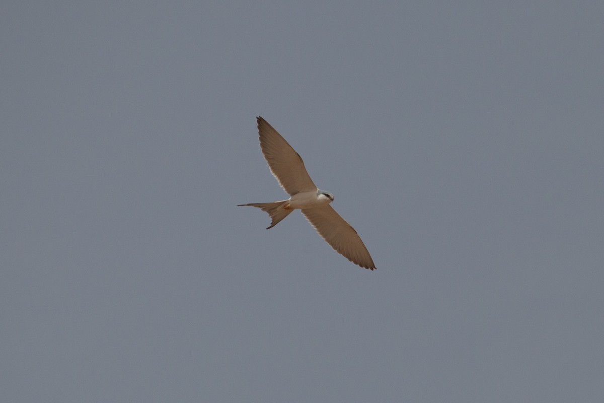 Scissor-tailed Kite - ML262405421