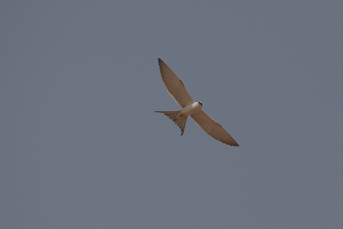 Scissor-tailed Kite - ML262405431