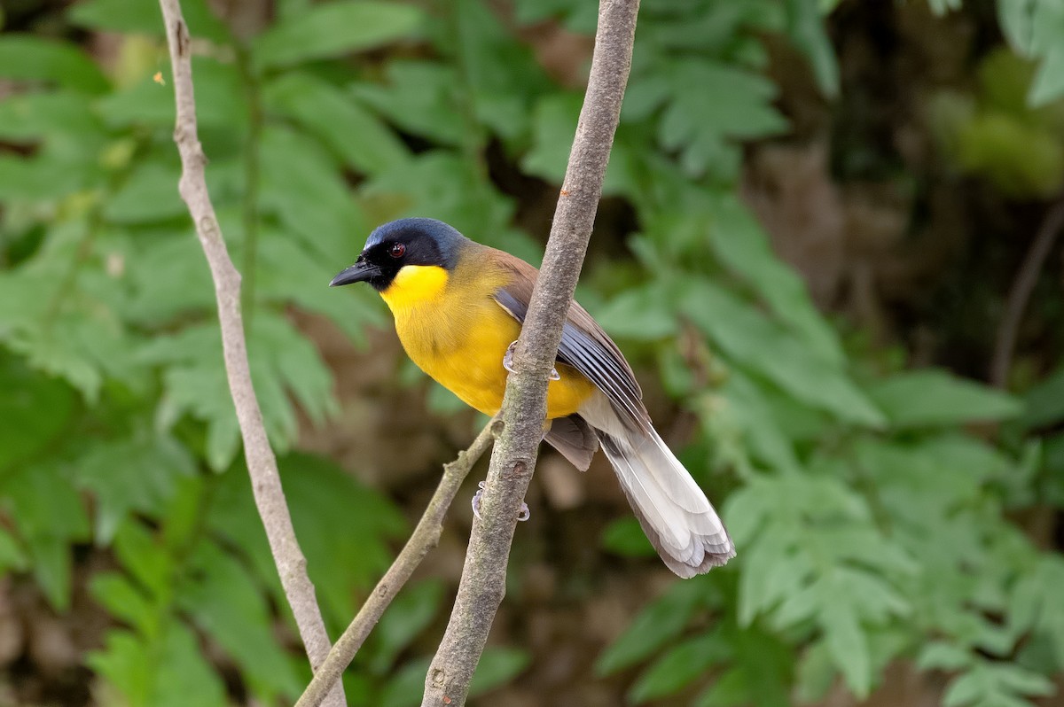 Blue-crowned Laughingthrush - ML262406951