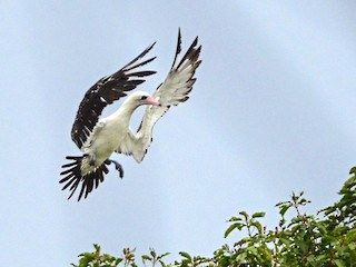 モモグロカツオドリ - eBird