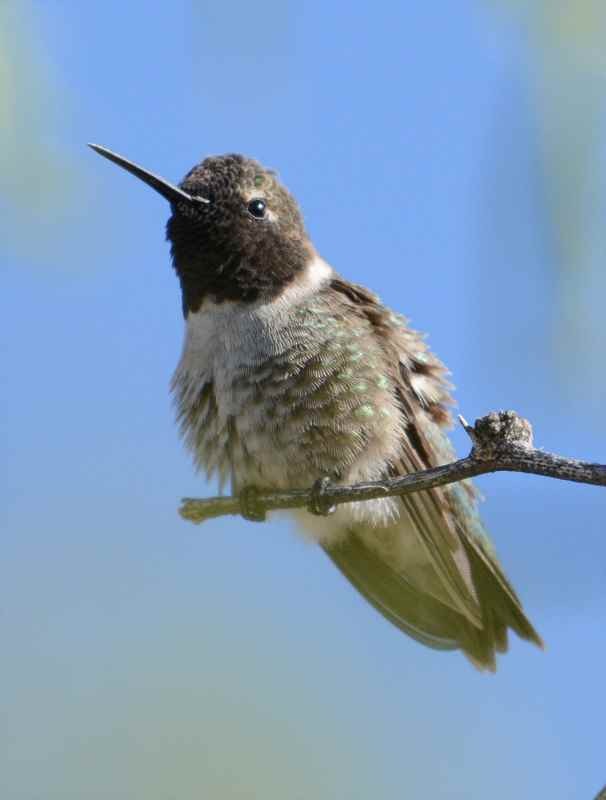 Anna's Hummingbird - Jay Wilbur