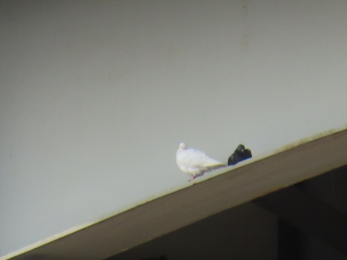 Rock Pigeon (Feral Pigeon) - ML262408131