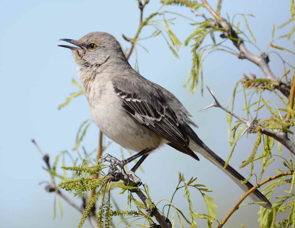 Northern Mockingbird - Jay Wilbur