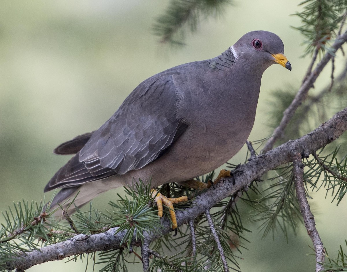 Band-tailed Pigeon - ML262413181