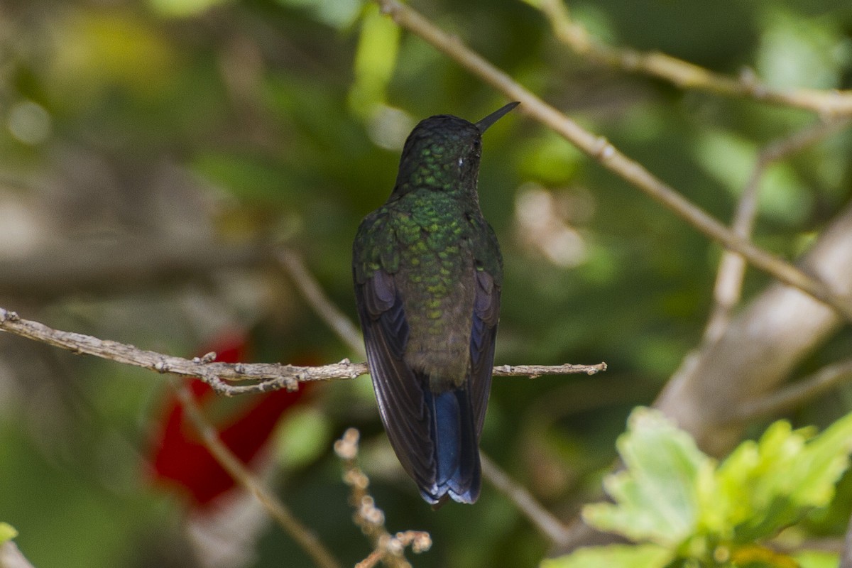 Indigo-capped Hummingbird - Alexander Thomas