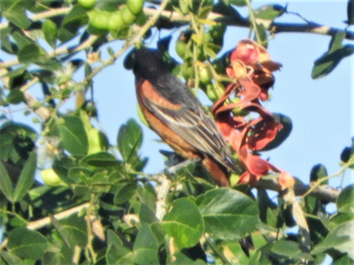 Orchard Oriole - ML262419321