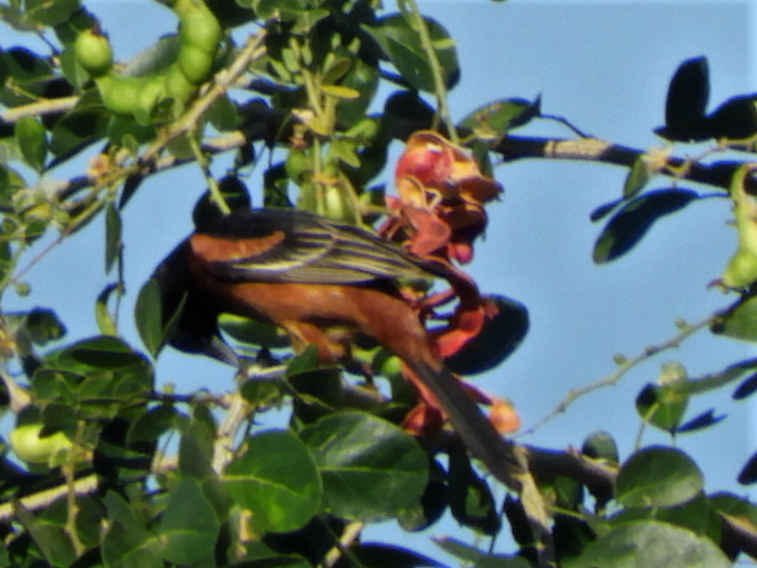 Orchard Oriole - ML262419341