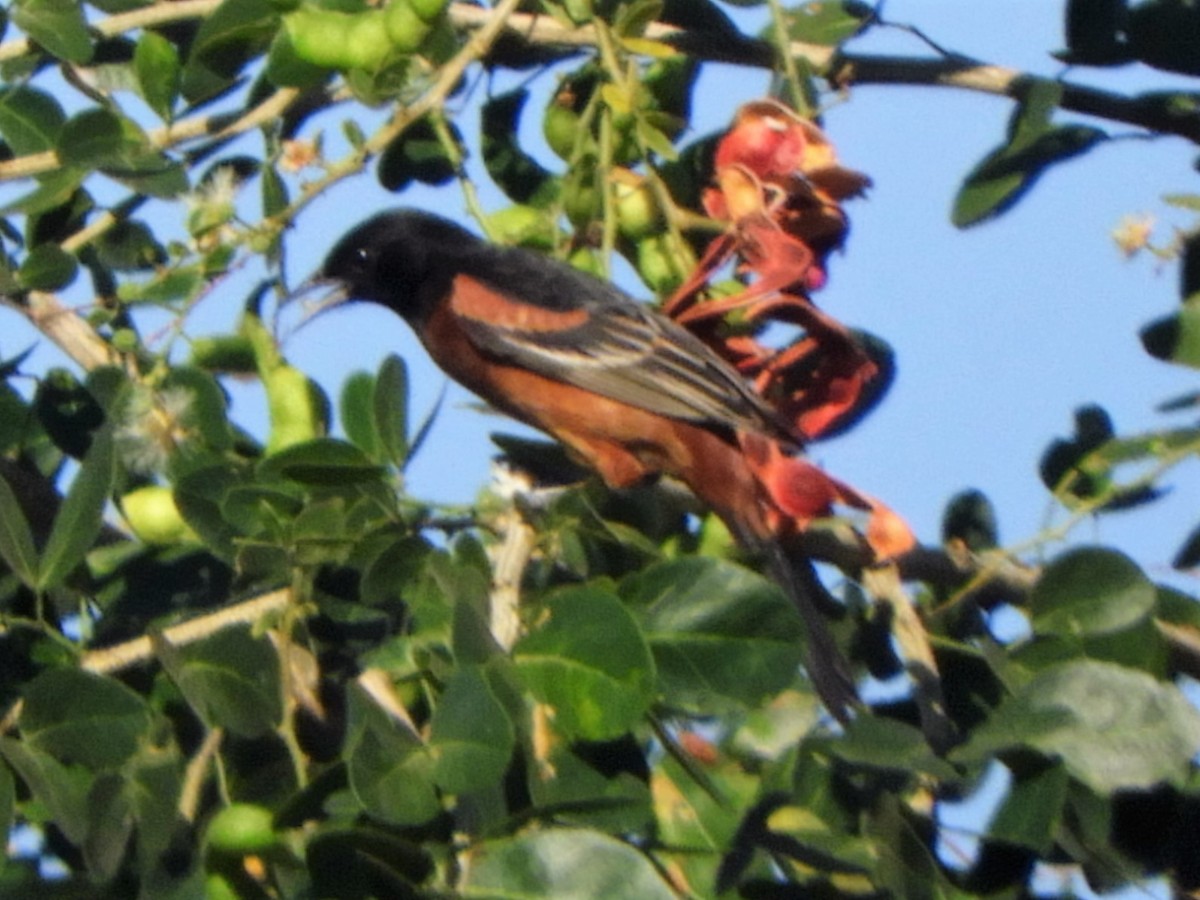 Orchard Oriole - ML262419351