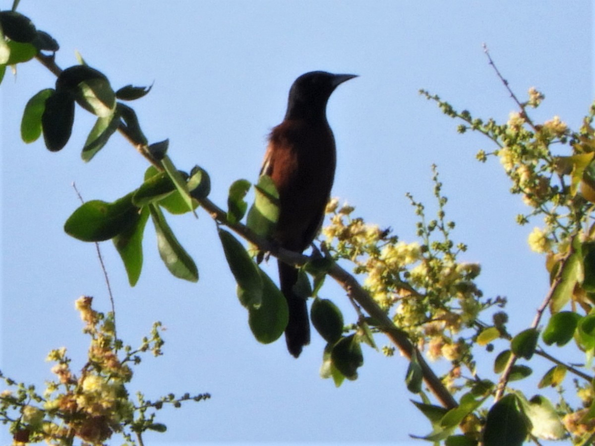 Orchard Oriole - ML262419361