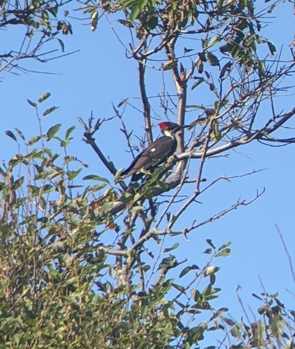 Pileated Woodpecker - ML262420751