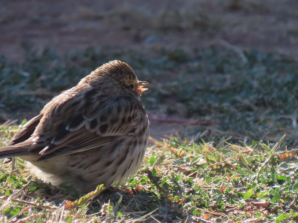 Savannah Sparrow - ML262420901
