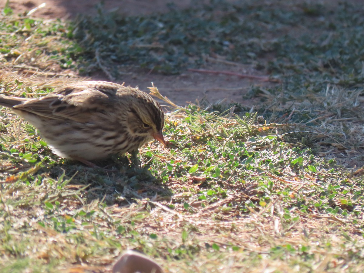 Savannah Sparrow - ML262420911
