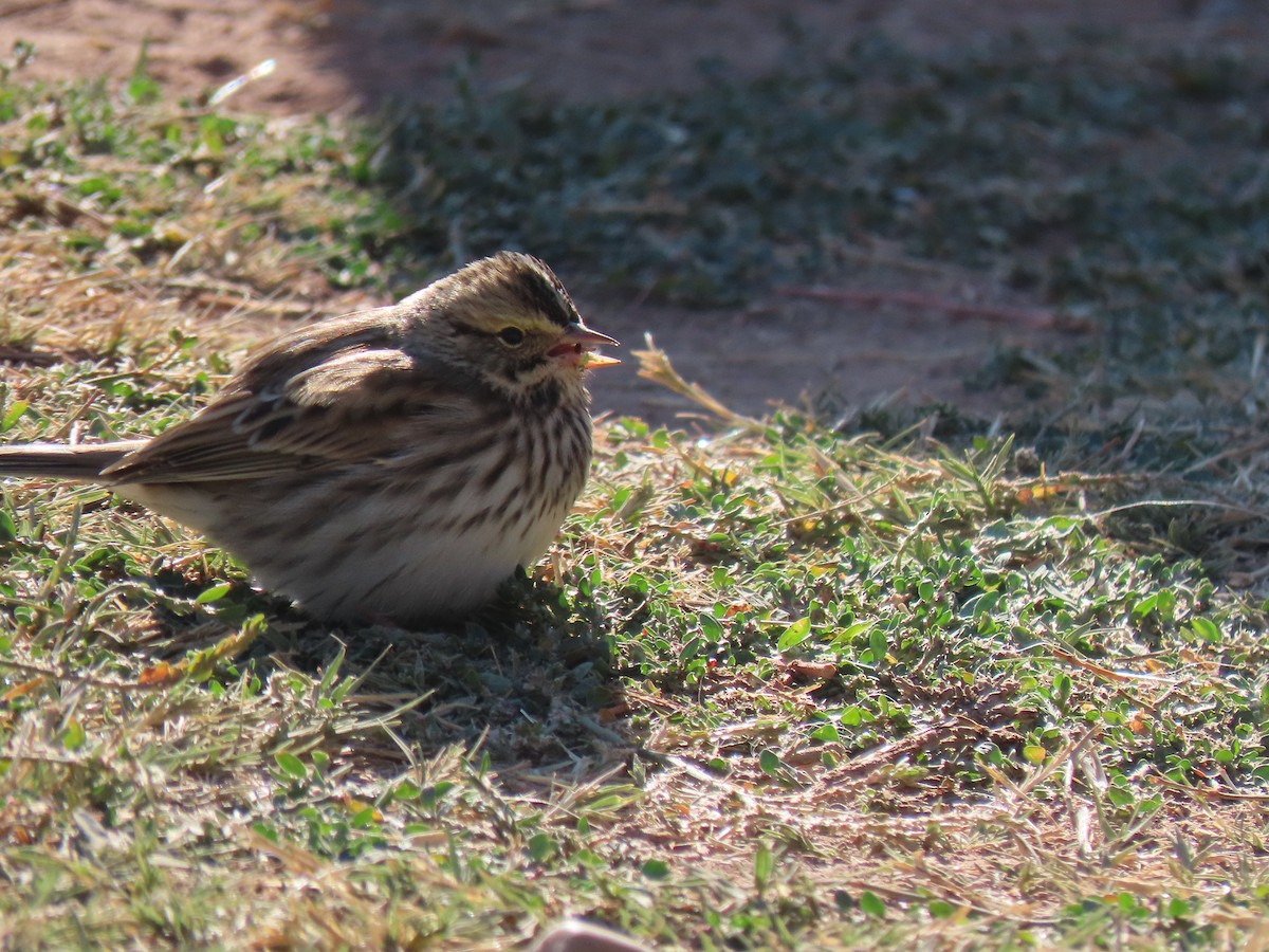 Savannah Sparrow - ML262420921