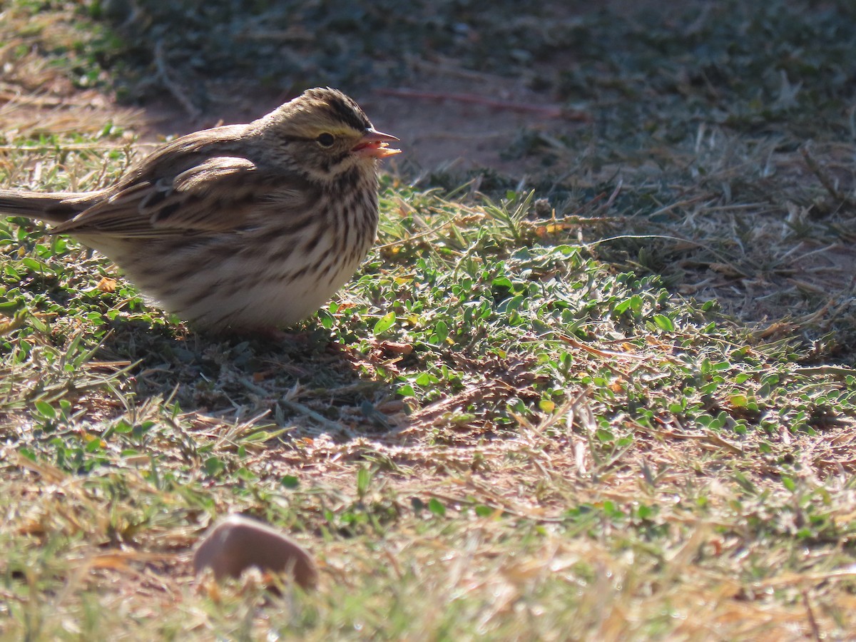 Savannah Sparrow - ML262420931