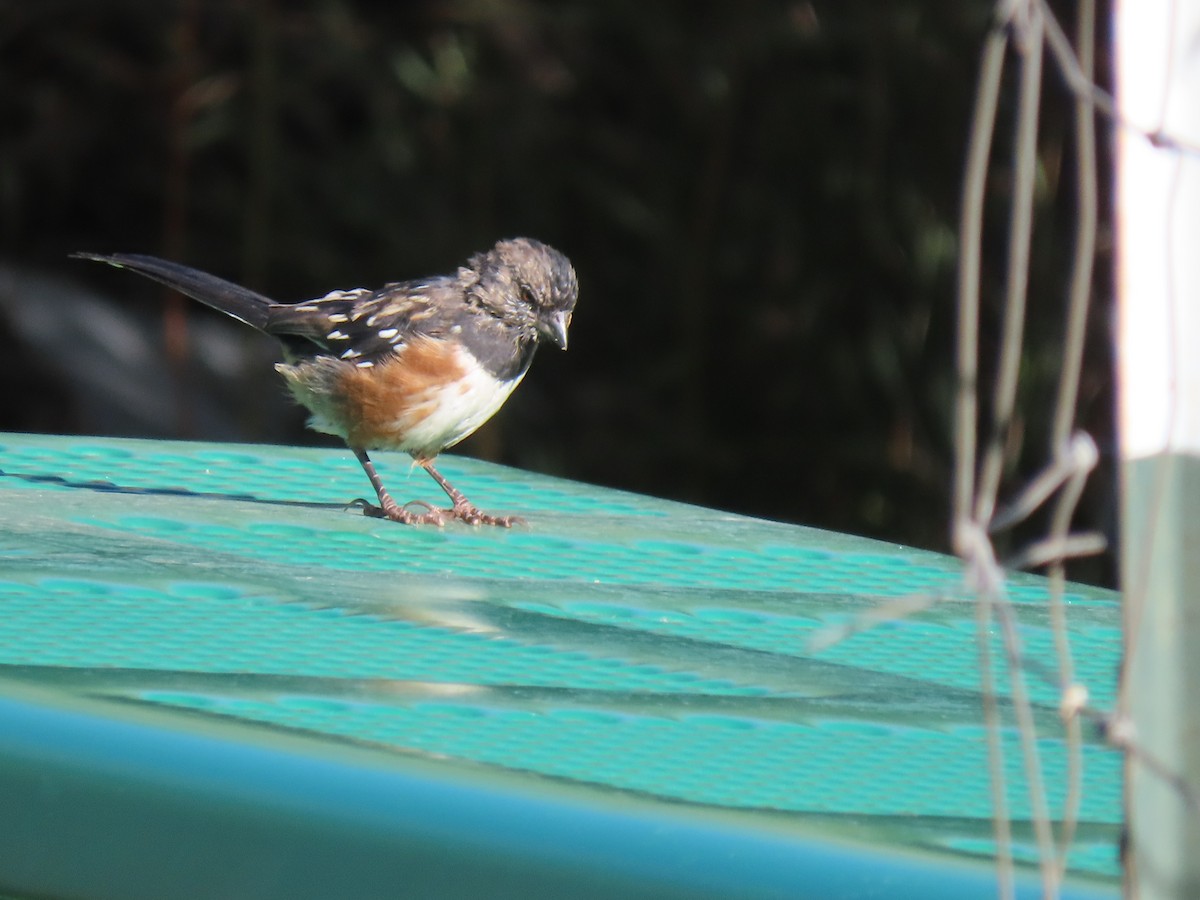 Spotted Towhee - ML262421521