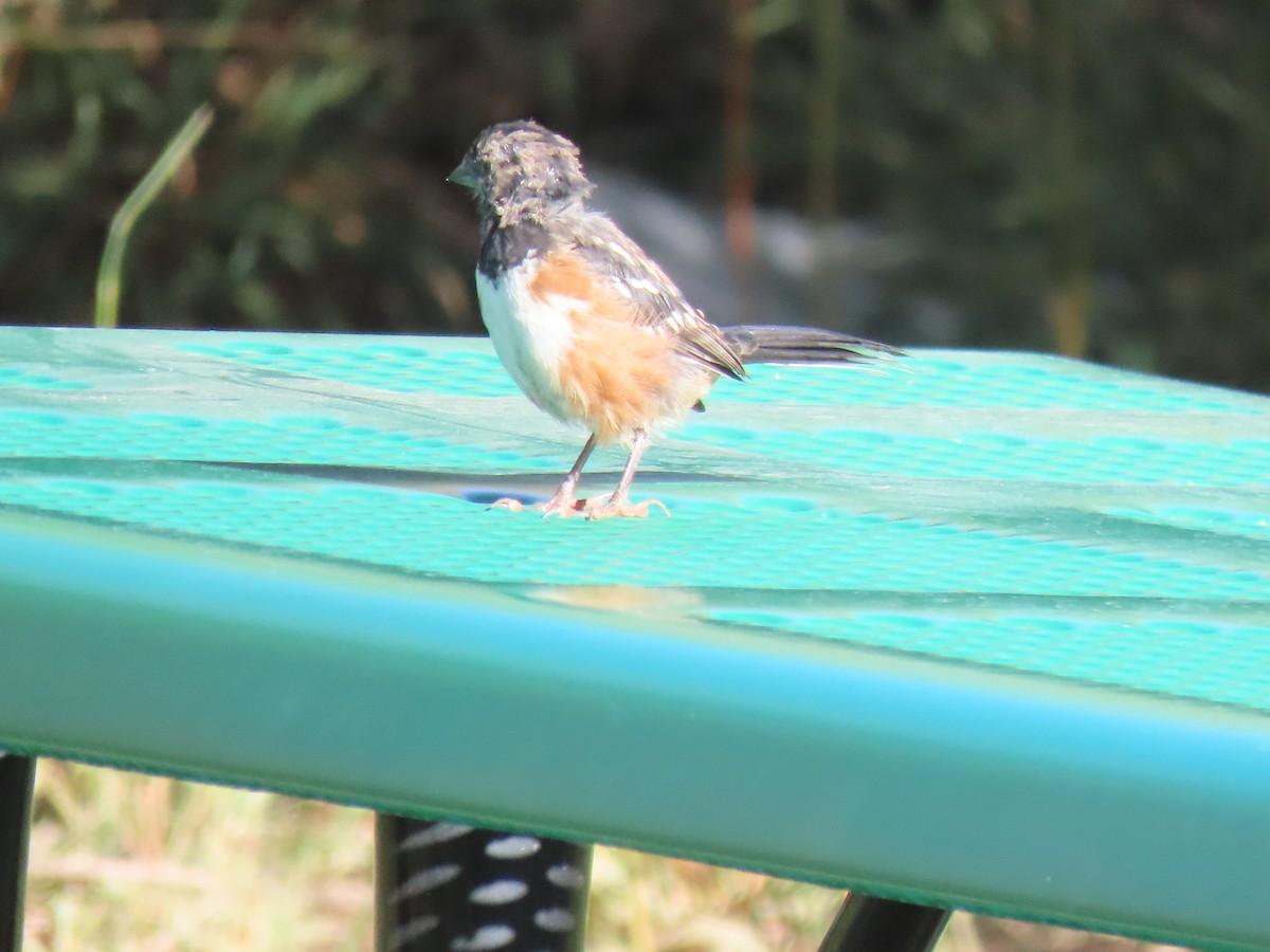 Spotted Towhee - ML262421531