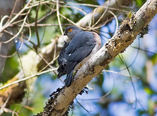  - Small Sparrowhawk