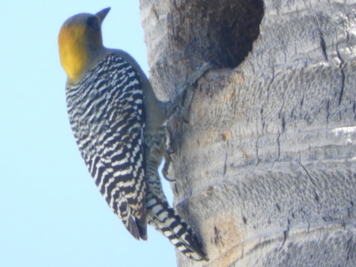 Golden-cheeked Woodpecker - ML262431891