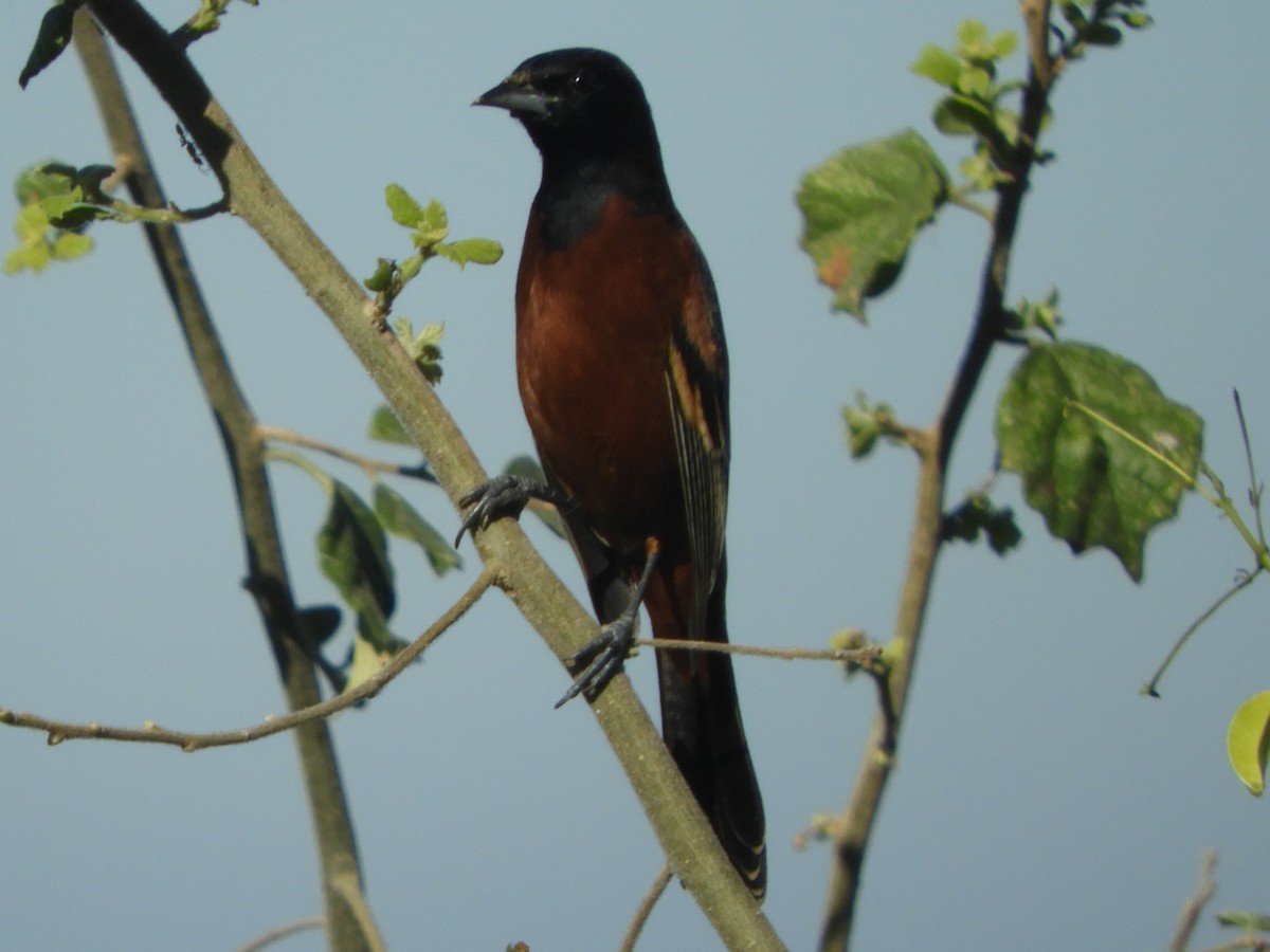 Orchard Oriole - ML262432131