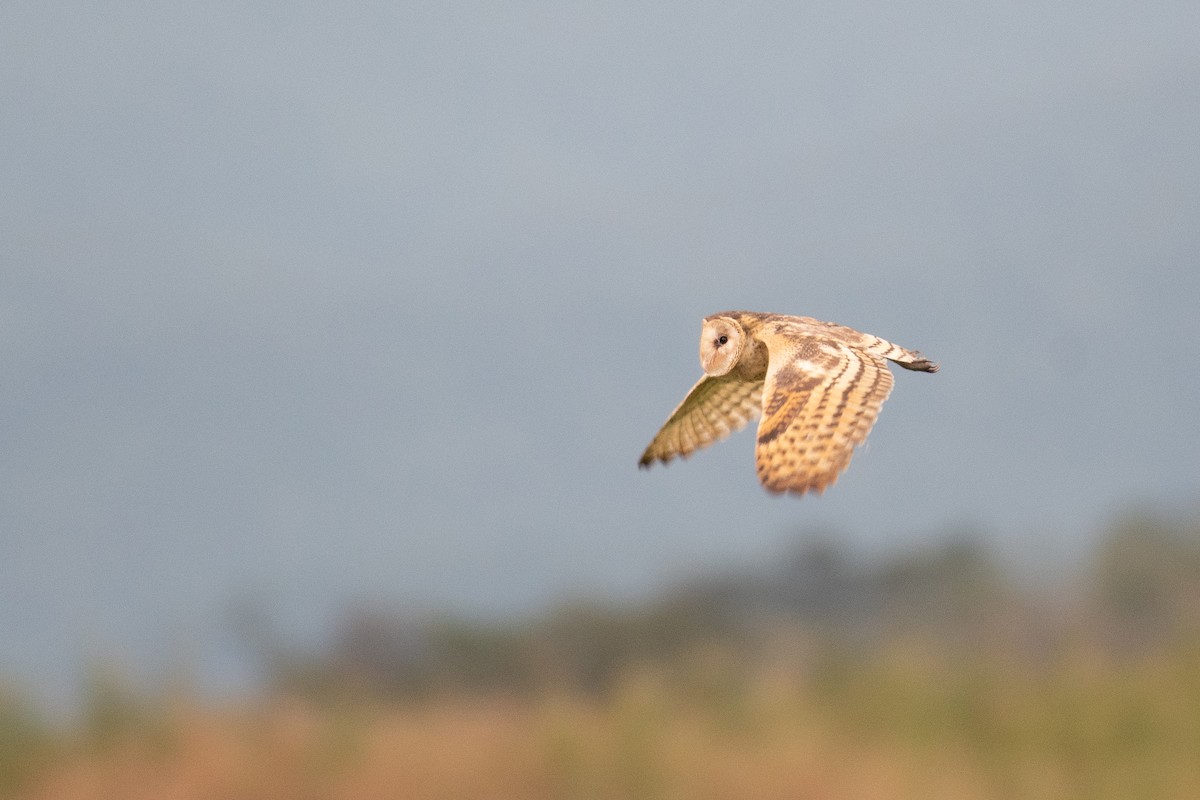 Australasian Grass-Owl - ML262432601