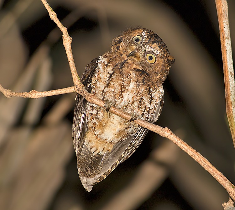 Sulawesi Scops-Owl - ML26243571