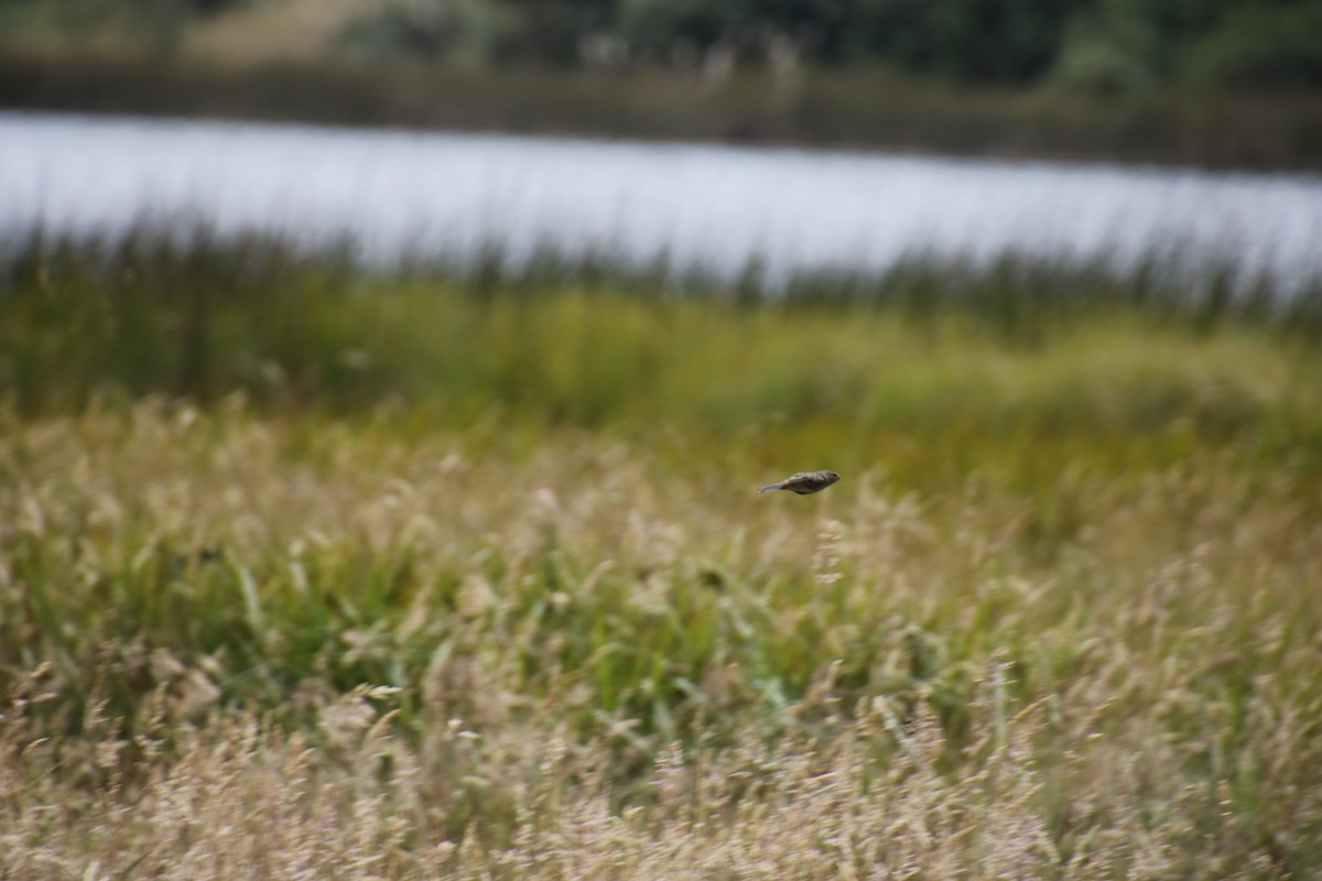 Plain-colored Seedeater - ML262443011