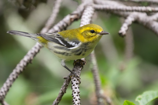 Black-throated Blue Warbler - eBird