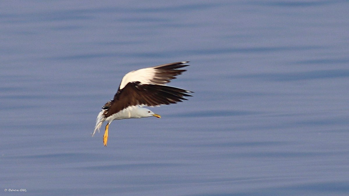 Lesser Black-backed Gull - Orhan Gül