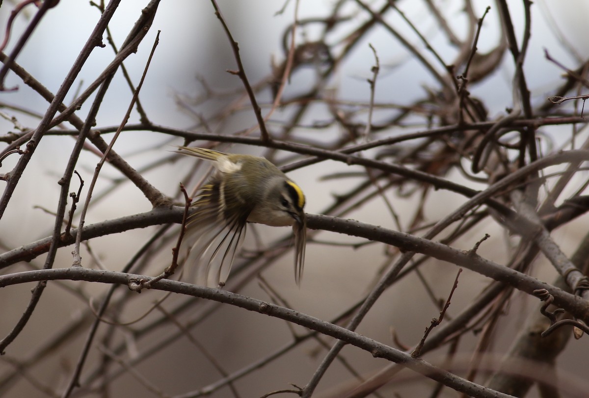 Golden-crowned Kinglet - Nathan Dubrow