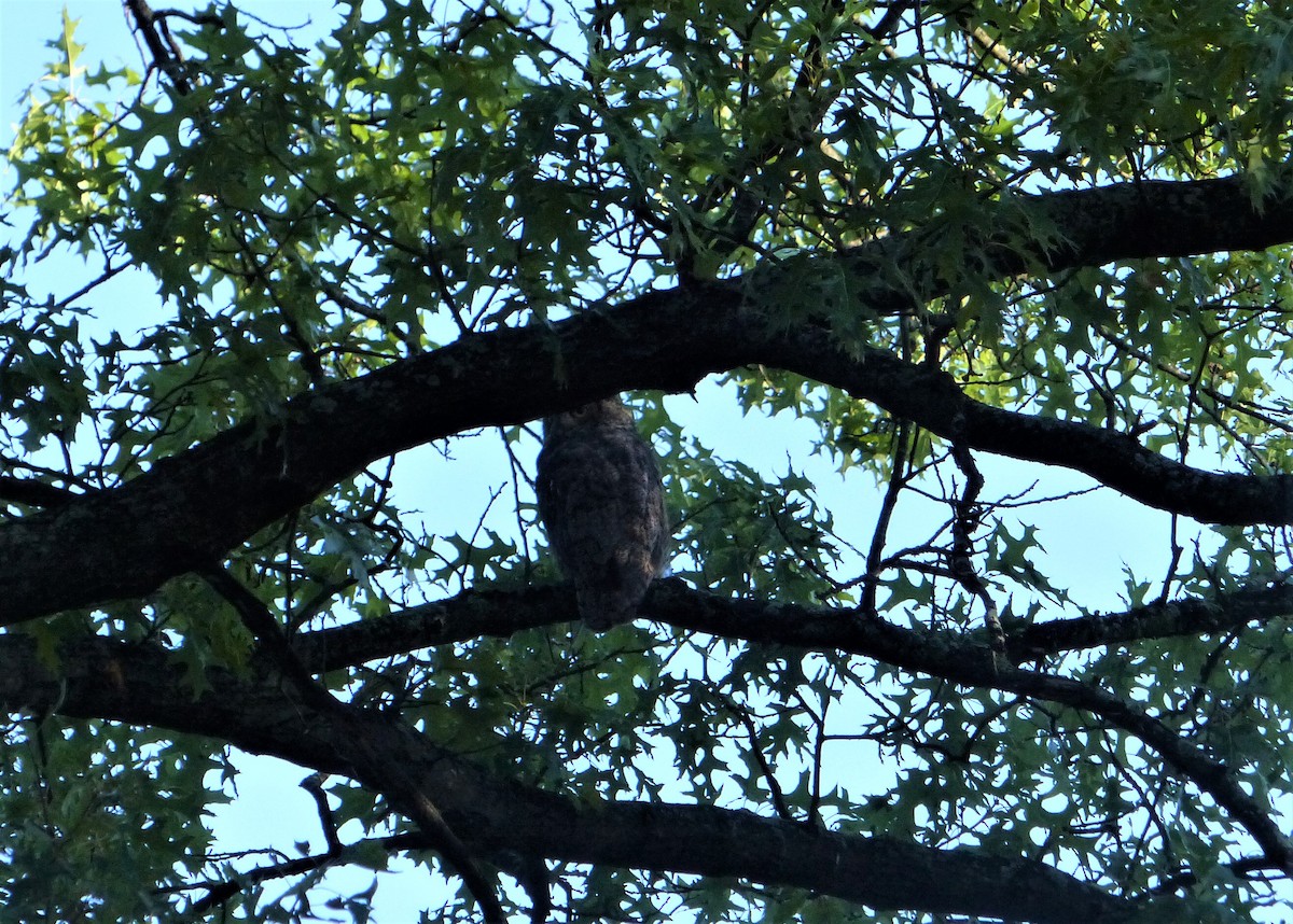 Great Horned Owl - ML262453881