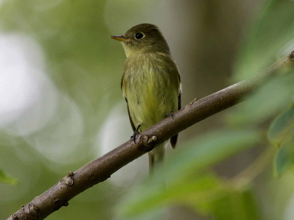 eBird Checklist - 29 Aug 2020 - Countryside North of Burlington - 46 ...