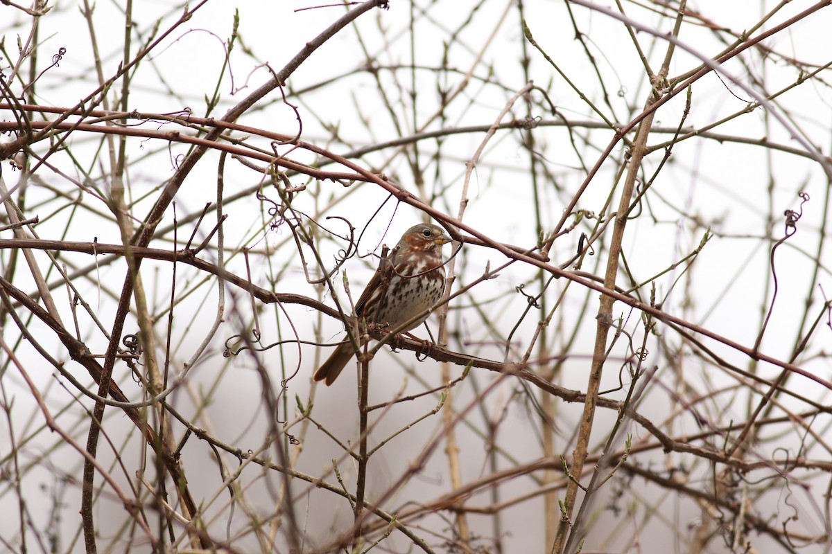Fox Sparrow (Red) - Nathan Dubrow
