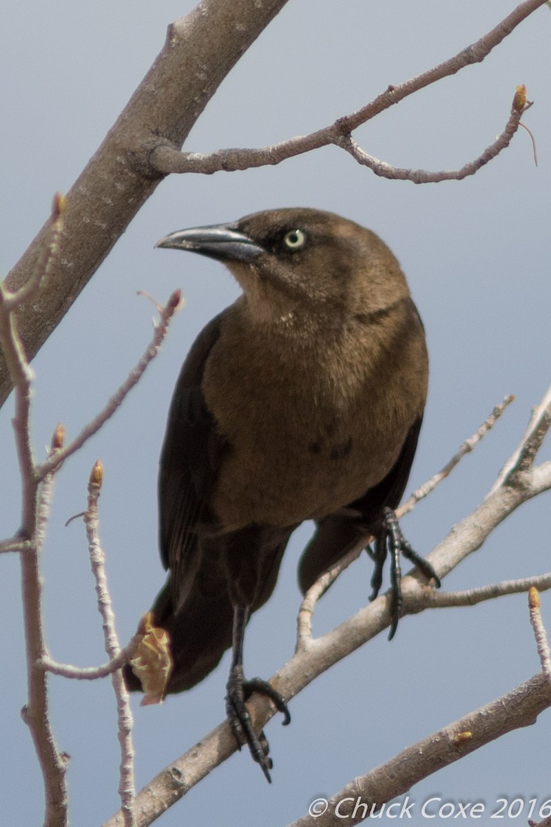 Great-tailed Grackle - Chuck Coxe
