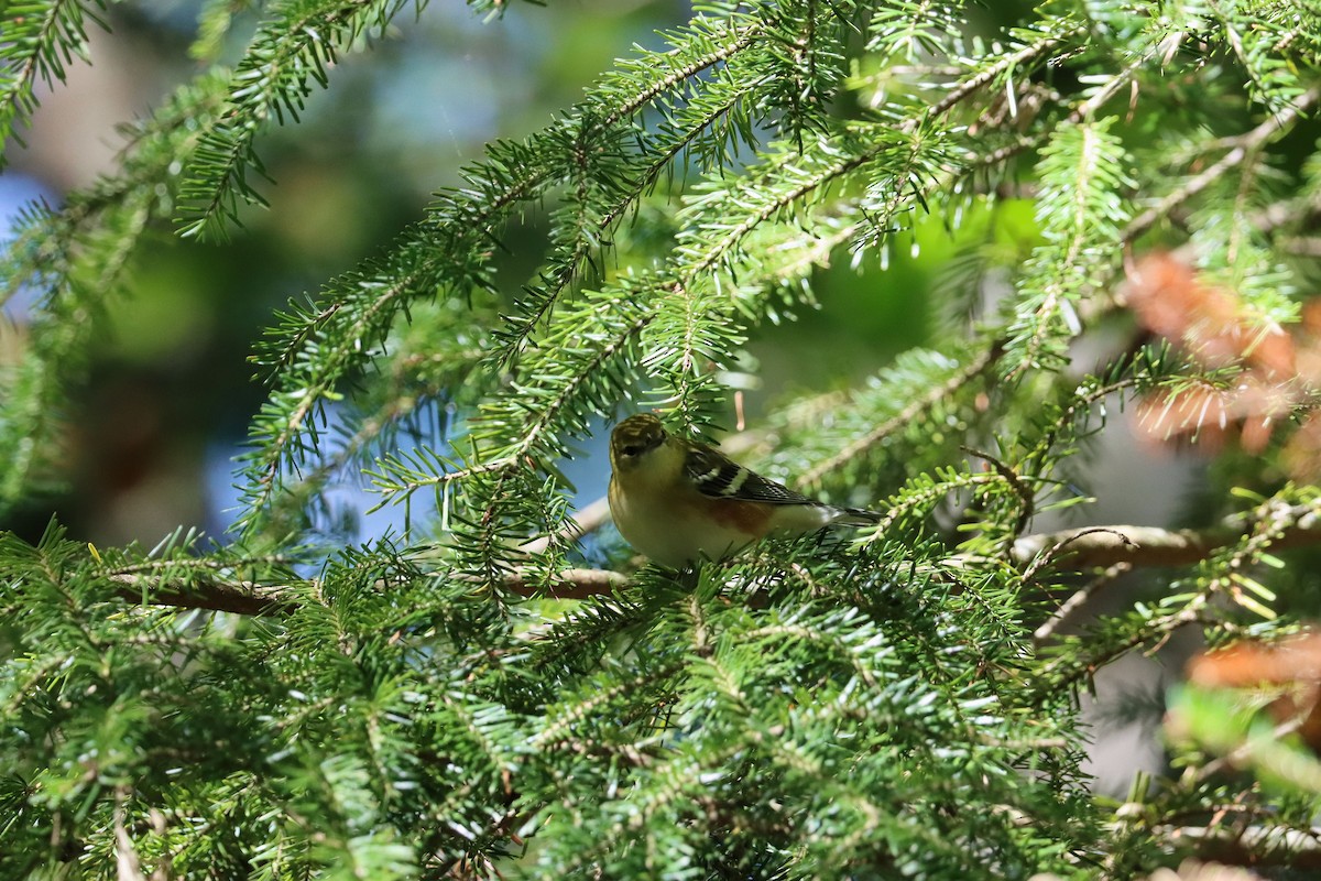 Bay-breasted Warbler - ML262455631