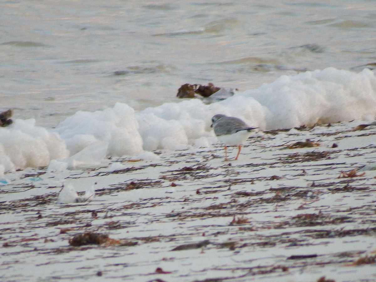 Piping Plover - ML26245741