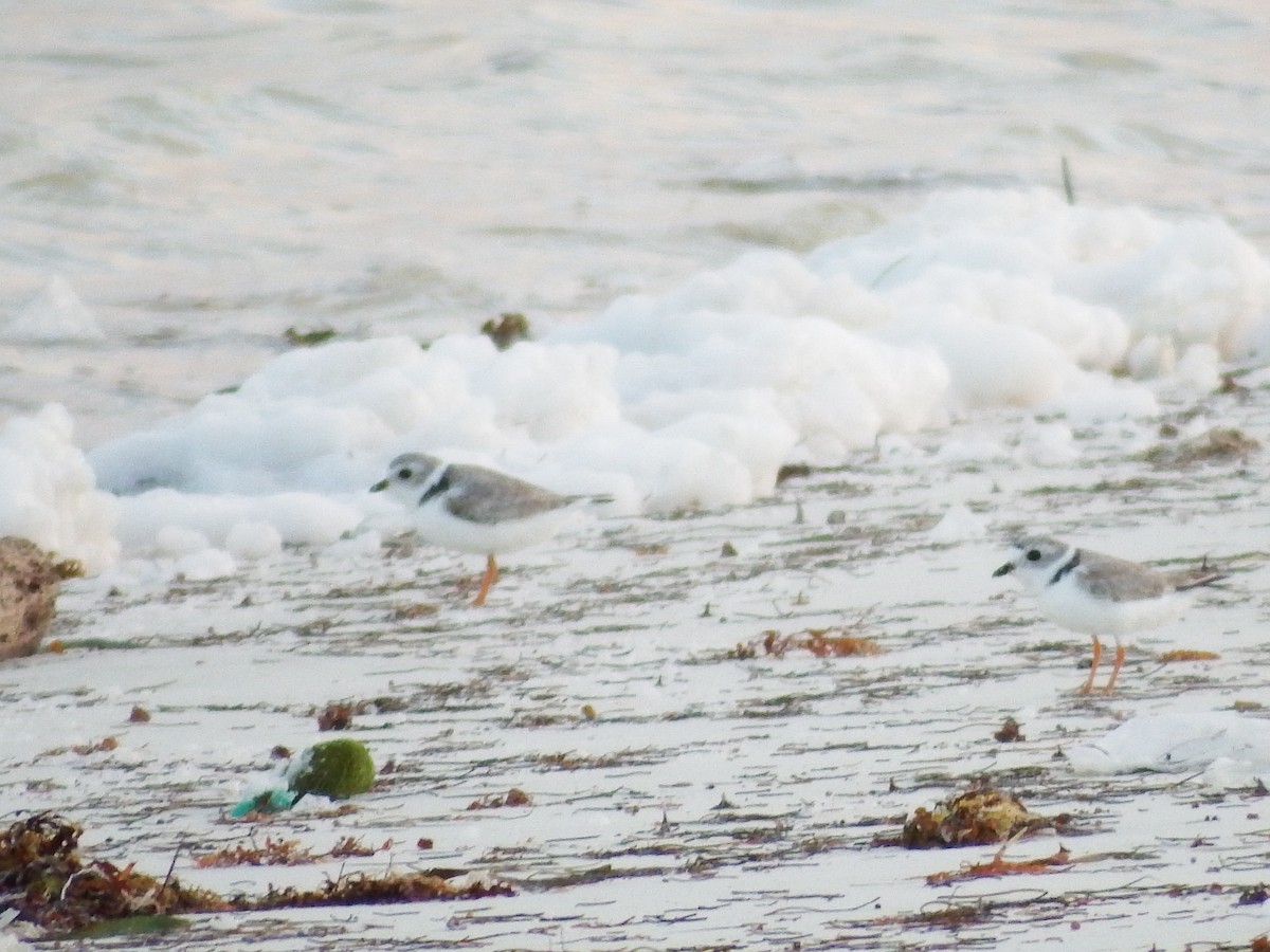 Piping Plover - ML26245771