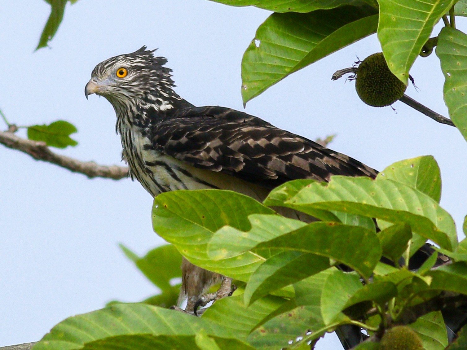 Long-tailed Honey-buzzard - Wilbur Goh