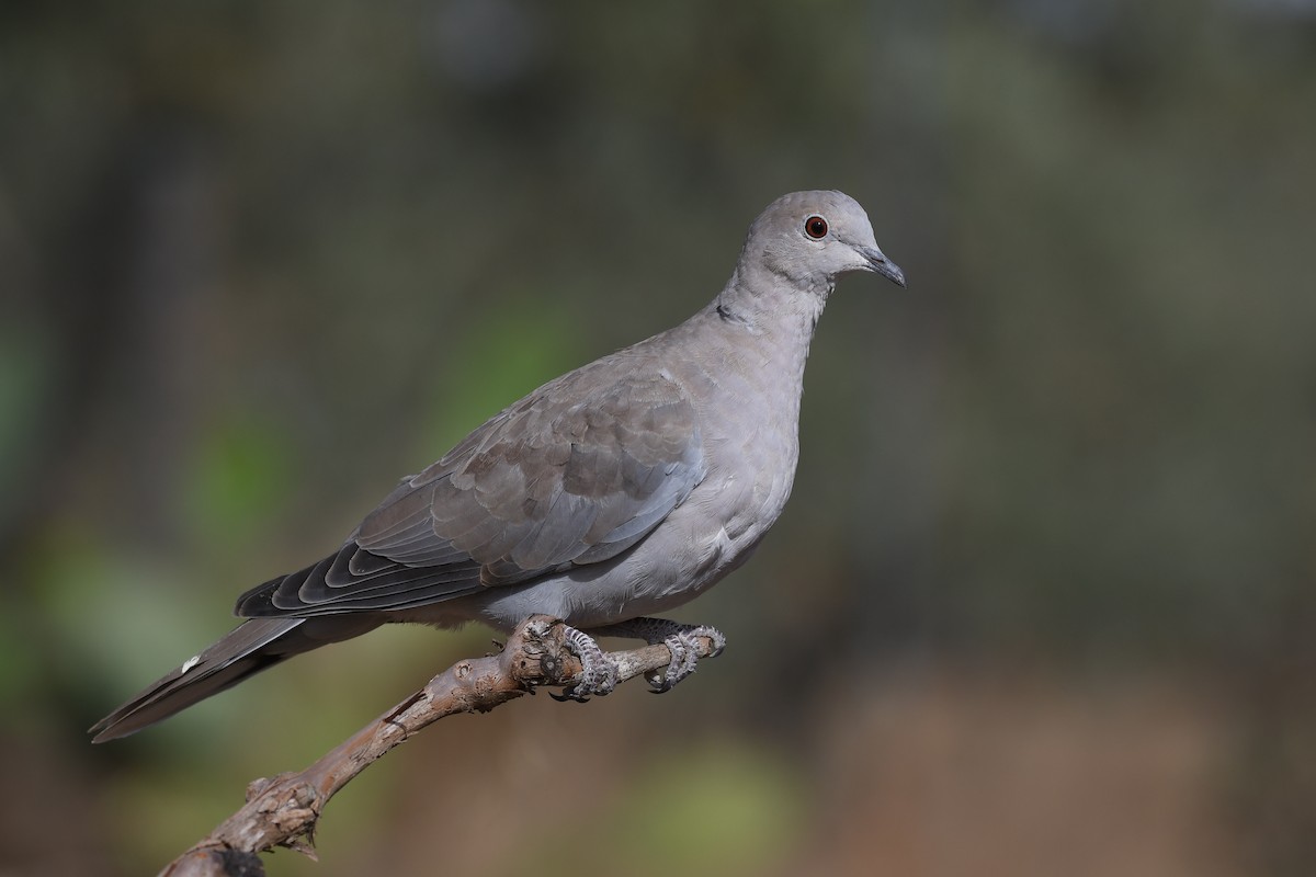 Eurasian Collared-Dove - Santiago Caballero Carrera