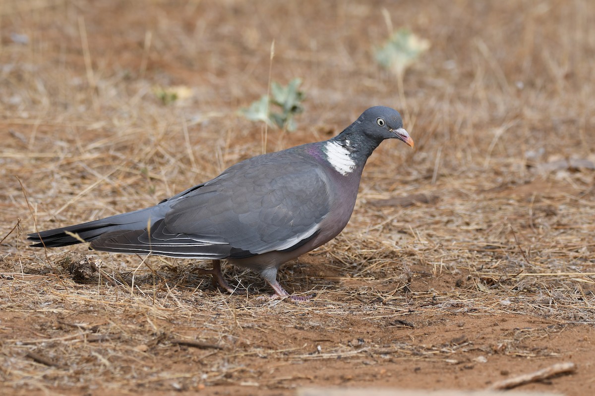 Common Wood-Pigeon - Santiago Caballero Carrera
