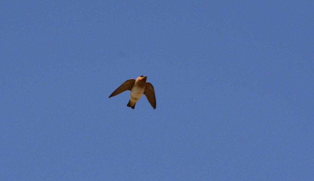 Cave Swallow - ML26246081