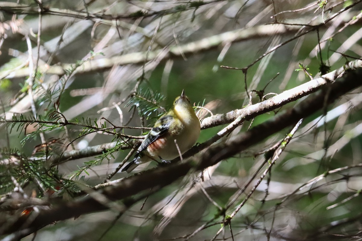 Bay-breasted Warbler - ML262460961