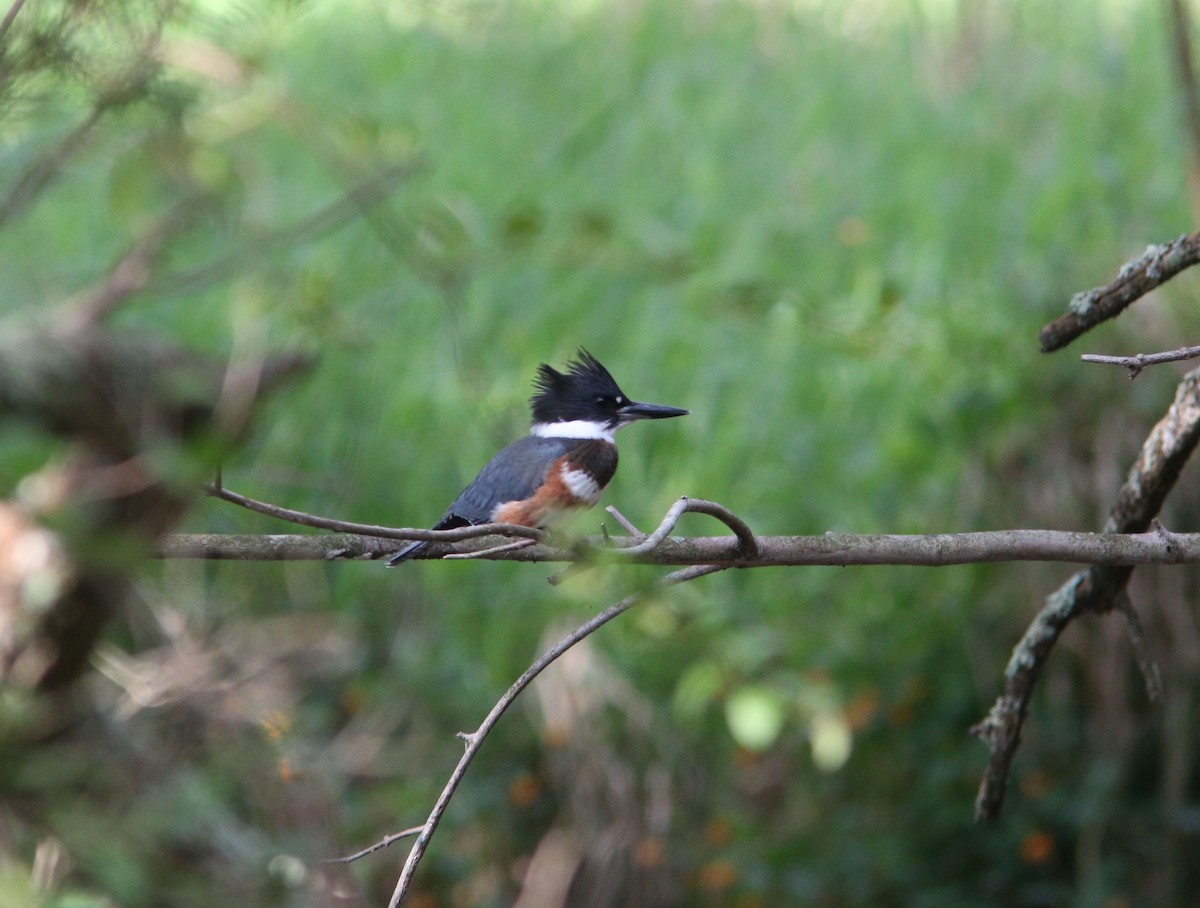 Belted Kingfisher - ML262462441